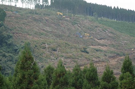 荒棄採石場|砕 跡地 に植栽 した 広葉樹4樹種 の 清水